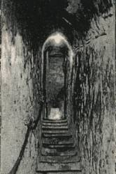 Mania (USA-1) : Albino - Mania